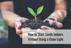 How to Start Seeds Indoors Without Using a Grow Light