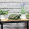 Sunnydaze Terrance the Tortoise Garden Statue - 9"