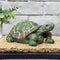Sunnydaze Terrance the Tortoise Garden Statue - 9"