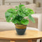 Sunnydaze Studio Glazed Ceramic Planter with Drainage Holes - Set of 2