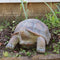 Sunnydaze Indoor or Outdoor Talia the Tortoise Statue - 29"