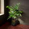 Sunnydaze 10" Ceramic Plant Pot - Dark Olive Chevron Pattern