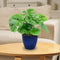 Sunnydaze Resort Glazed Ceramic Planter with Drainage Holes - Set of 2