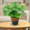 Sunnydaze Chalet Glazed Ceramic Planter with Drainage Holes - Set of 2