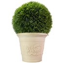 Cream-colored decorative planter with a lush green shrub, featuring a raised floral scroll design and classic rounded rim.