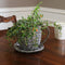 Sunnydaze Set of 2 Gray Willow Wicker Coffee Cup Indoor Planters