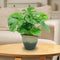 Sunnydaze Studio Glazed Ceramic Planter with Drainage Holes - Set of 2
