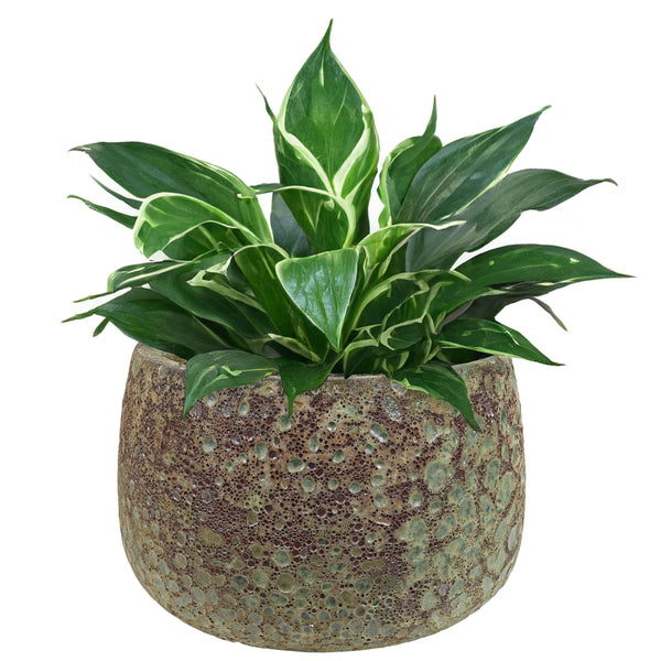 Sunnydaze 14" Ceramic Plant Pot - Green Distressed Lava Finish