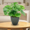 Sunnydaze Resort Glazed Ceramic Planter with Drainage Holes - Set of 2