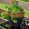 Wicker patio chair with green stripe cushions with one 15-in two-toned yellow-blue planter with plants placed on each side.