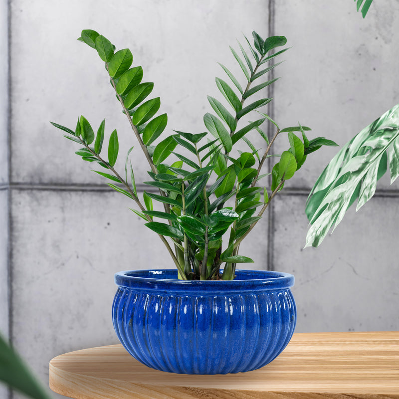 planting in glazed ceramic pots Sunnydaze Ribbed Glazed Ceramic Planter Bowl