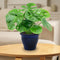 Sunnydaze Studio Glazed Ceramic Planter with Drainage Holes - Set of 2