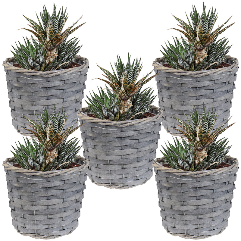 5 wicker planters with plants