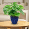 Sunnydaze Resort Glazed Ceramic Planter with Drainage Holes - Set of 2