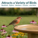 Sunnydaze Glazed Ceramic Outdoor Bird Bath