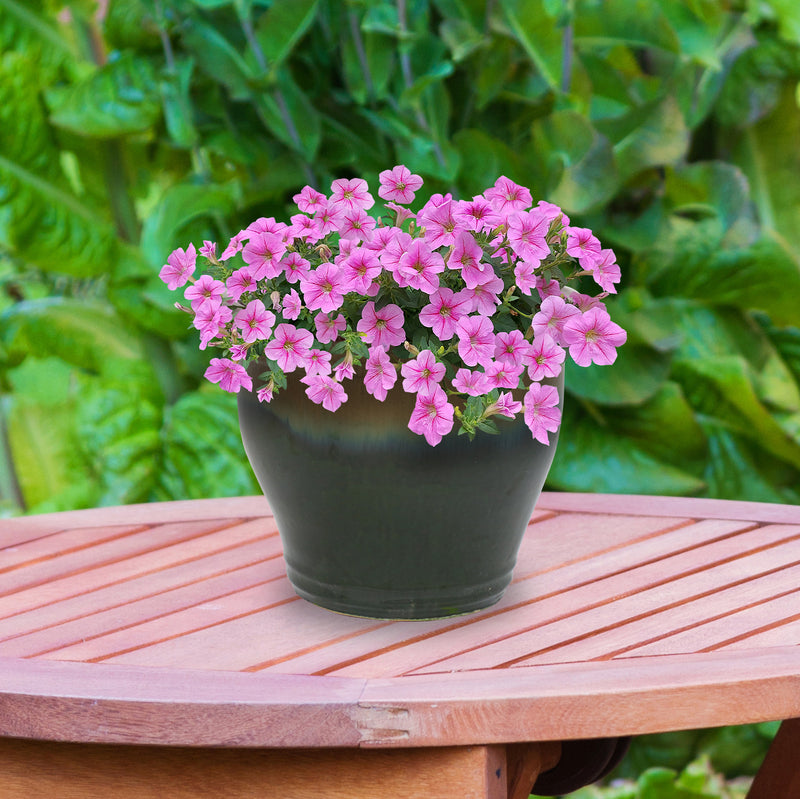 Sunnydaze Studio Glazed Ceramic Planter with Drainage