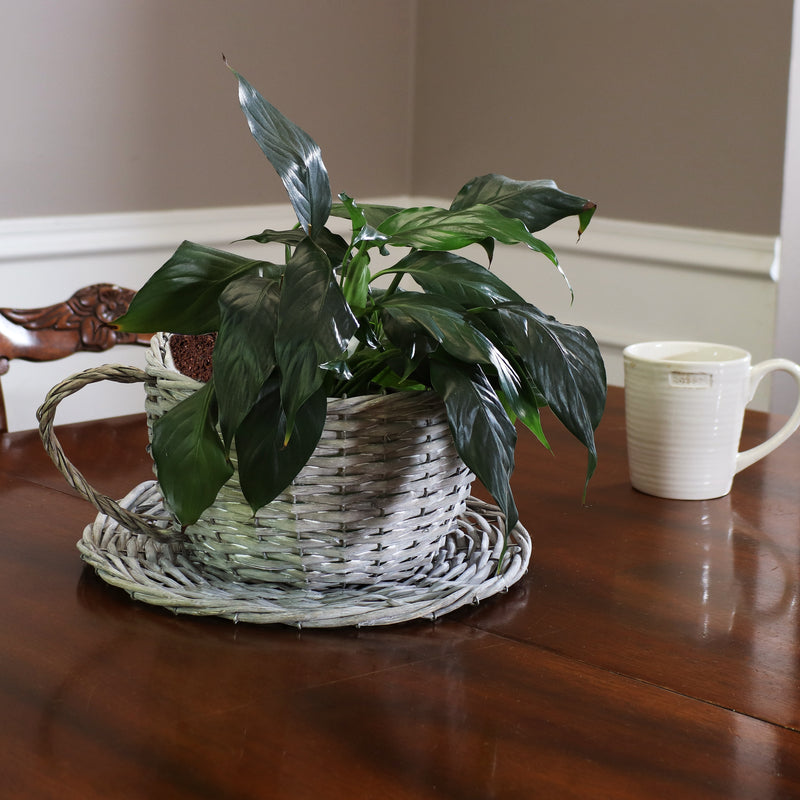 Sunnydaze Set of 2 Gray Willow Wicker Coffee Cup Indoor Planters