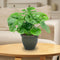 Sunnydaze Studio Glazed Ceramic Planter with Drainage Holes - Set of 2
