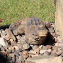 Outdoor hand-painted polystone alligator statue facing forward in a rock bed on a sunny day