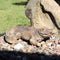 Outdoor hand-painted polystone alligator statue basking in the sun in a rock bed